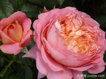 米歇尔翁弗雷月季/玫瑰哲理月季