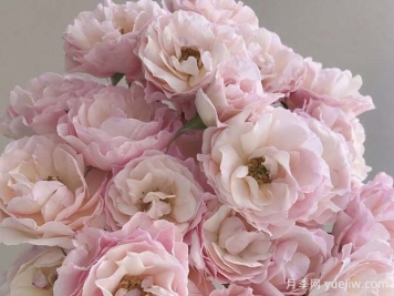 英国小姐月季/思念月季