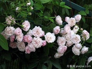 苏博特夫人月季/伊娃舒伯特夫人