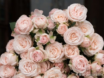 浮夸夫人月季/浮夸女郎