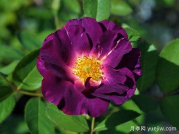 卢森堡公主西比拉月季