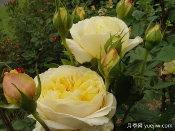 甜蜜凯瑟琳月季/金色风情