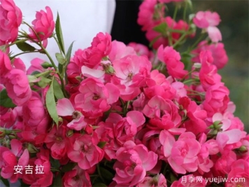 热门18款月季你拥有了几种？尤其第7种特漂亮特迷人