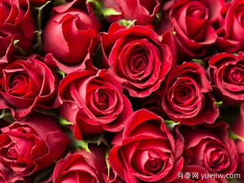 玫瑰花可以食用？八大妙用多种选择