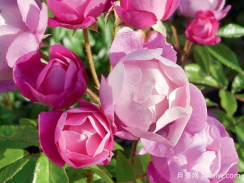 爱上丰特奈勒孔特月季