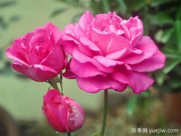 影响大花月季开花时间的因素哟哪些？