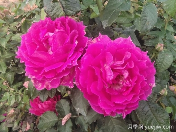 提高月季生长率的独门秘籍与技巧