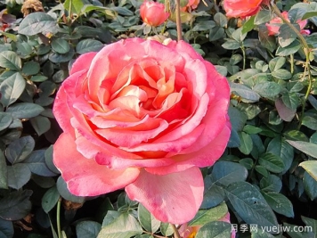 如何摘除月季枯花？