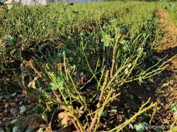 入冬了月季可以清园了吗？月季清园的4点注意事项