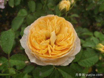 200种花卉名称大全及代表花语