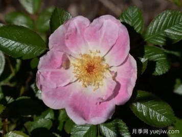 艾玛德佩里格月季