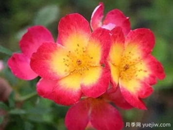 来自巴塞罗那的艾玛月季