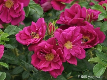 紫色极光月季/极光紫