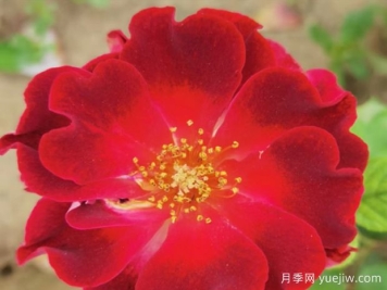 火红的舞台月季