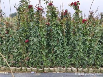 常见绿篱的类型和修剪管理措施