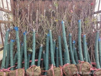 12月园林养护清单