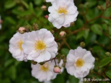 威塞克斯的吉莎月季