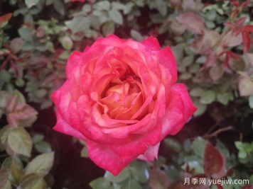 月季花什么时候开花？