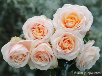 彗星王阳台月季Comet King Terrazza