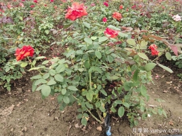 绿篱修剪要点，让苗木管理更轻松