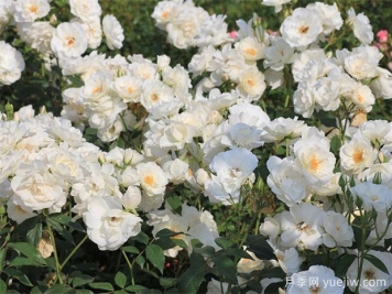 3个又耐阴又丰花的月季品种