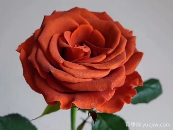 阿玛雷托月季/杏仁酒月季