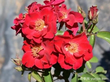 艾琳安吉丽娜月季