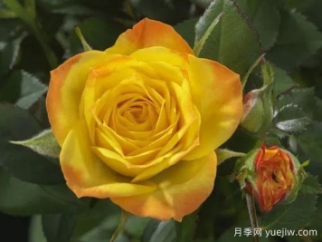 神奇宝石月季/惊人宝石