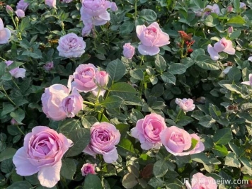 6个抗病性强勤花的月季经典品种