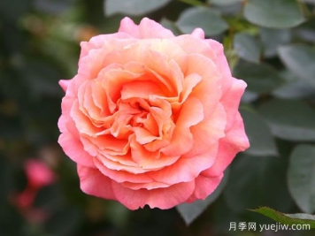 泡芙庄园月季/泡芙花园