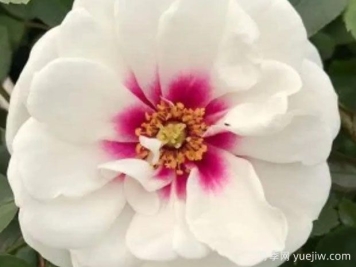 爱你的眼睛月季