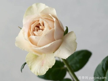 雪之庭月季/雪庭月季