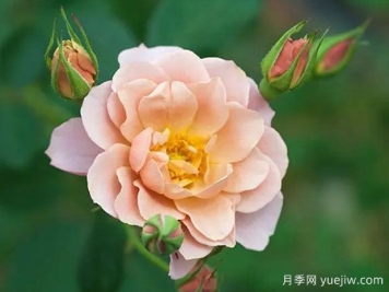 索拉月季/天空月季