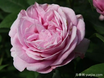 玛丽皇后月季/玛丽王后