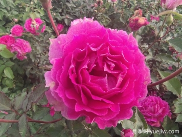 月季花是我国传统名花，展现爱情与吉祥象征意义