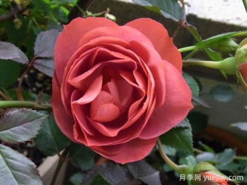 咖啡欢腾月季/咖啡喝彩