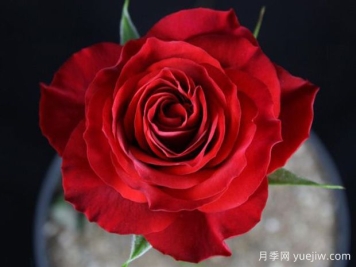 灼热欢腾月季/火山黄腾/火热欢腾