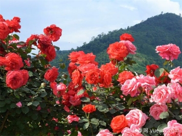 月季初春病害多，防治教程都在这里