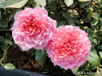 让月季花连续开花的办法有哪些？