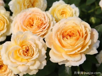 冬季月季花卉施肥全攻略，春天开爆盆