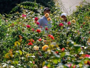 南宁花卉公园3万株月季入盛花期，市民闻香而来