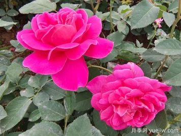 月季花的第二波花，如何让花长得更好？