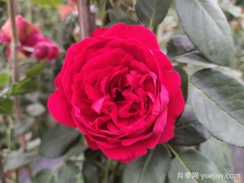 ​两广“耐热三宝”月季是什么？南方花友都种它们