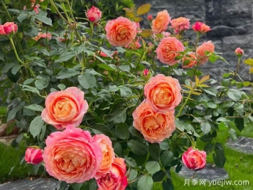 彩虹阳台月季，小株型大花量，多季绽放