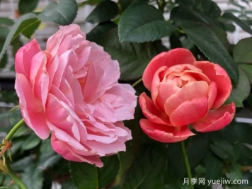 复古粉色月季/复古粉月季