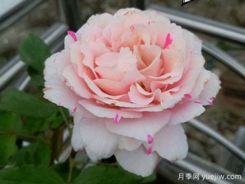 伊芙银色月季/伊芙席尔瓦