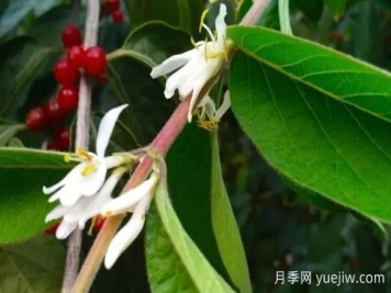 金银木和金银花有什么区别，金银木有哪些主要价值？