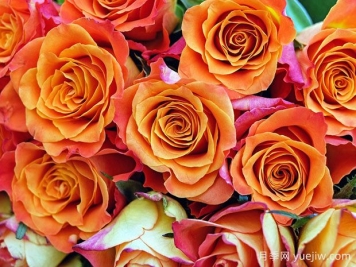 送人玫瑰花有什么讲究？