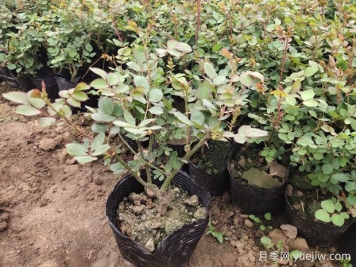 月季要打顶摘心吗？