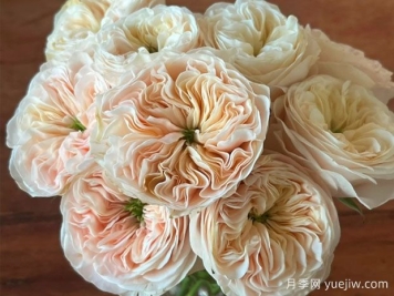 斯坦利修道院月季